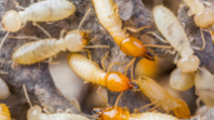 Termite Control Cost