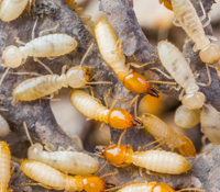 Termite Control Cost