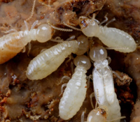 Natural Home Remedies for Termite Control