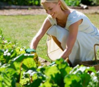 Organic Vegetable Garden Basics