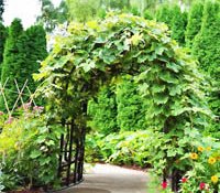 Adding Beauty to Your Garden With an Arbor