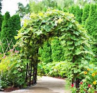 Adding Beauty to Your Garden With an Arbor