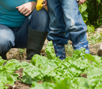 Tips for Organic Vegetable Gardening