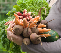 Different Vegetable Gardening Styles