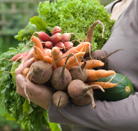 Different Vegetable Gardening Styles