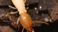 Home Remedies for Termite Control