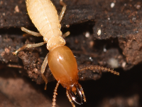 Home Remedies for Termite Control