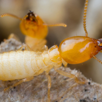 Termite Control Baiting System