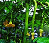 Vegetable Gardening