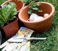 Requisites Of The Home Vegetable Garden